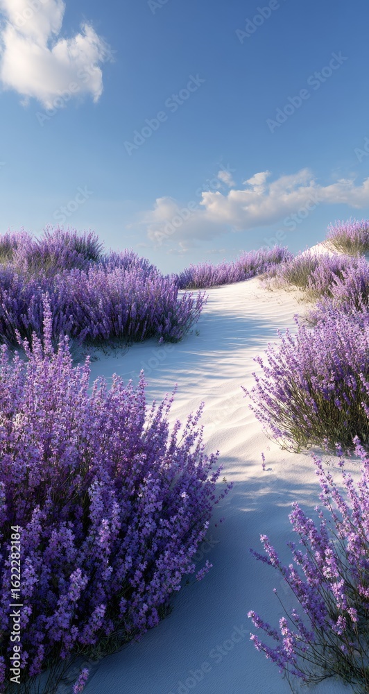 Fototapeta premium Lavender blooms on a sun-drenched sandy path