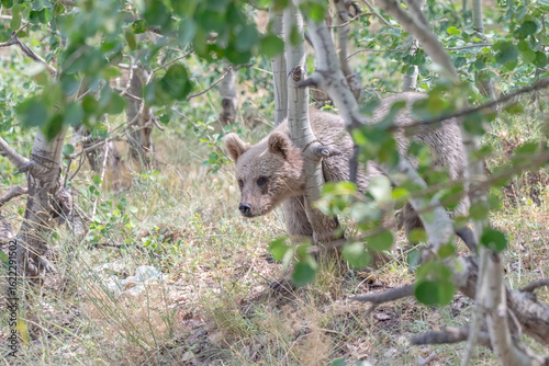 Photography The Brown Bear (Ursus arctos) is the most important wild animal in Nemrut Crater Lake National Park in Btilis