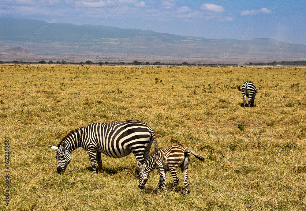 Fototapeta premium Mother and Baby Zebra Grazing in Amboseli National Park, Kenya