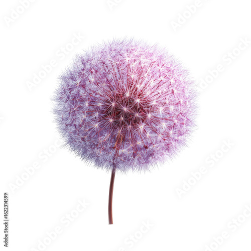 A vibrant purple dandelion head against a black background