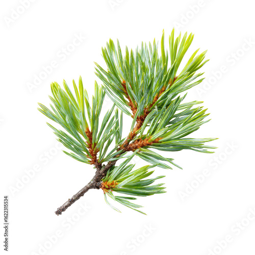 Close-up of a pine branch.  Bright green needles