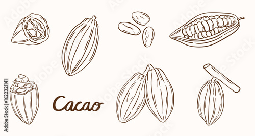 cacao sketch hand drawn - doodle illustration elements vector line art