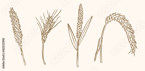 wheat plants sketch illustration - hand drawn - vector line art collection set