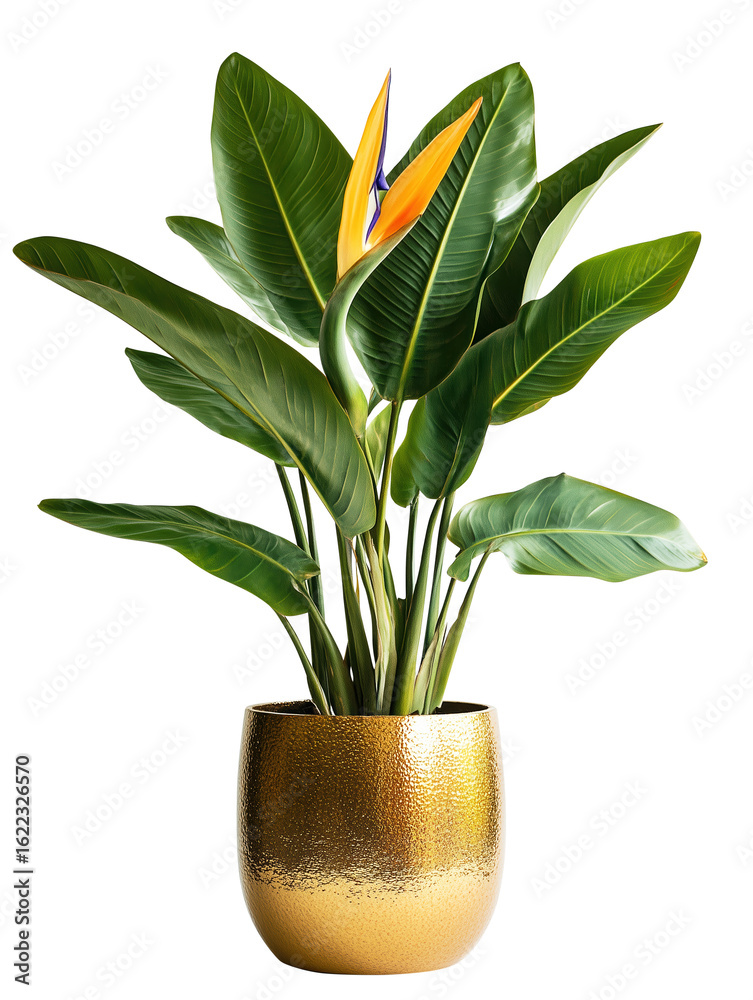 custom made wallpaper toronto digitalBird of paradise plant in gold metallic pot, showcasing vibrant green leaves and striking orange flower. elegant design adds touch of luxury and nature to any space., isolated