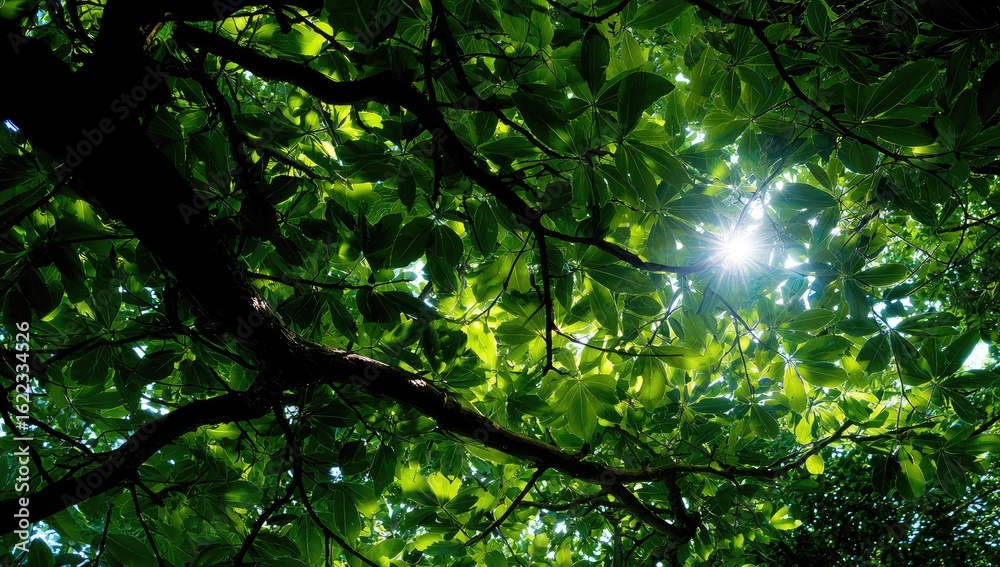 Fototapeta premium Sunlight filtering through lush green leaves