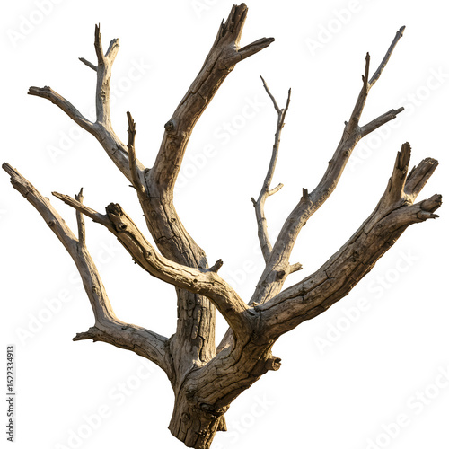 Realistic dry tree branches without leaves, isolated on a white background. Perfect for nature, botanical, and seasonal design projects.