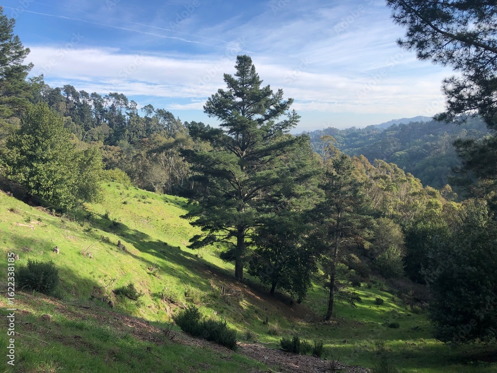 Obraz premium Lush Forest Hillside with Pine Trees under Blue Sky