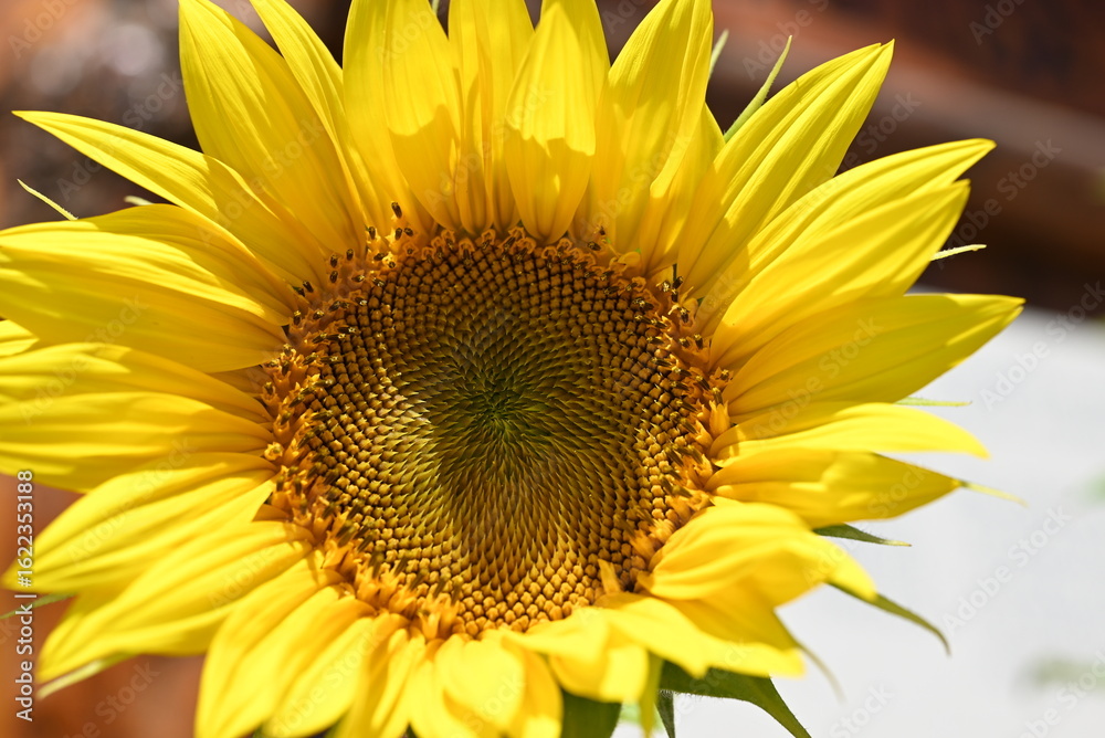 Obraz premium sunflower close up