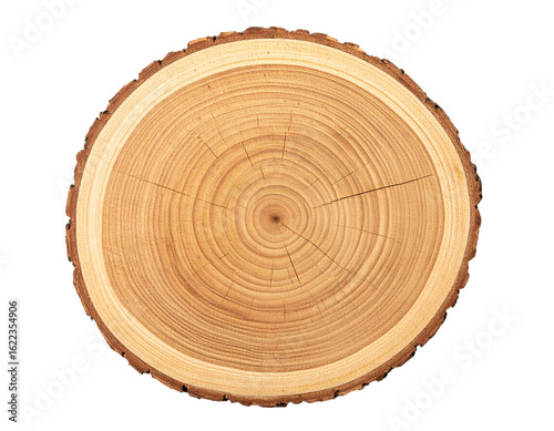 Tree Cross Section Isolated on White Background