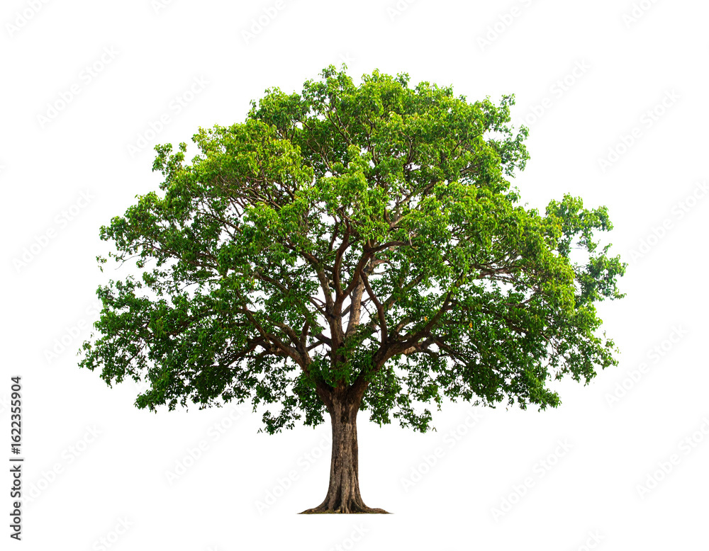 Tree of Life Isolated on White Background Tree of Life Isolated on White Background