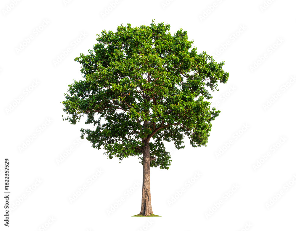 Obraz premium Tropical Rainforest Tree Isolated on White Background