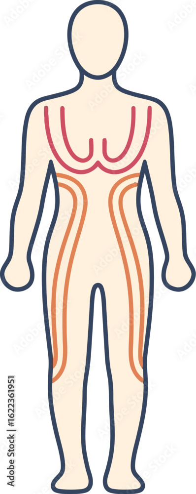 Full body lymphatic drainage massage diagram for health and wellness concept Full body lymphatic drainage massage diagram for health and wellness concept