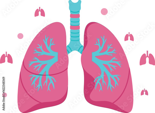 Lungs anatomy illustration for medical education and respiratory system study