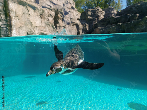 penguin in the water