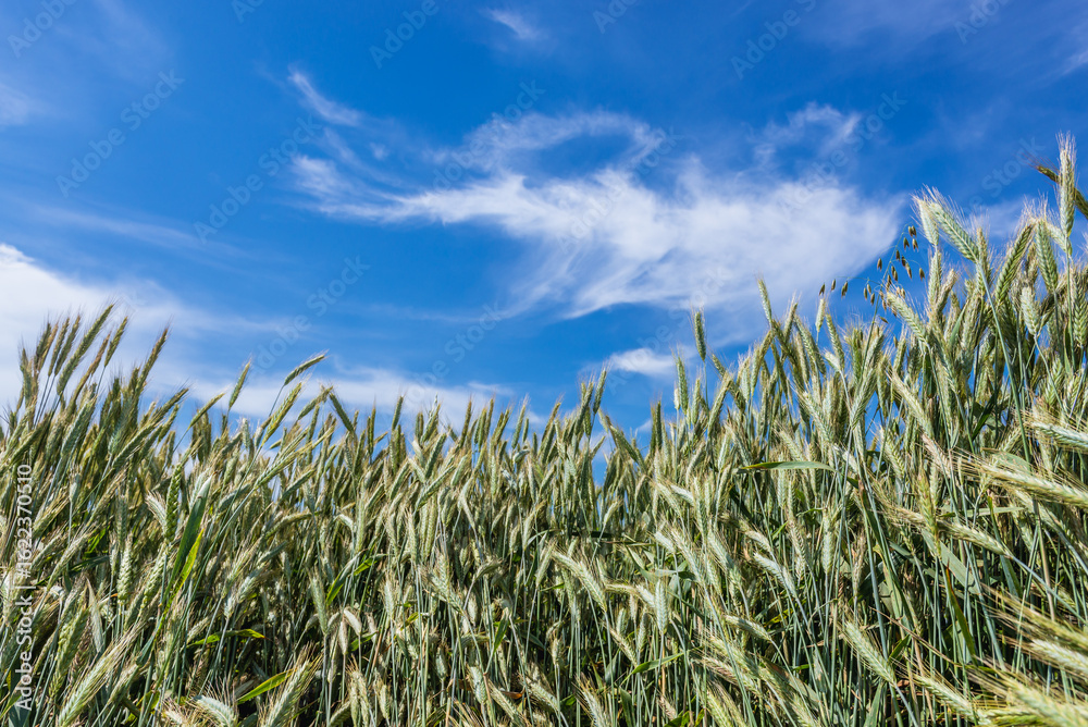 Naklejka premium Rye field during windy day in Mazowsze region of Poland