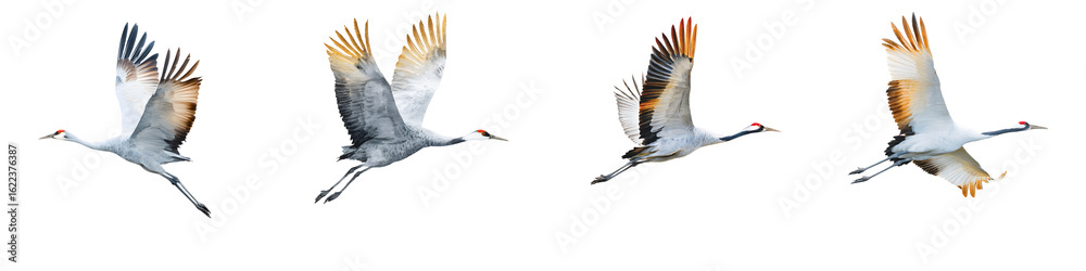 Fototapeta premium Sandhill Crane in Flight: Four Isolated Poses