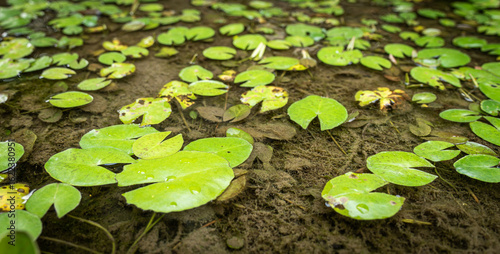 Fototapeta Detailed view of vibrant green lily pads, some featuring small water droplets, scattered across a pond's surface