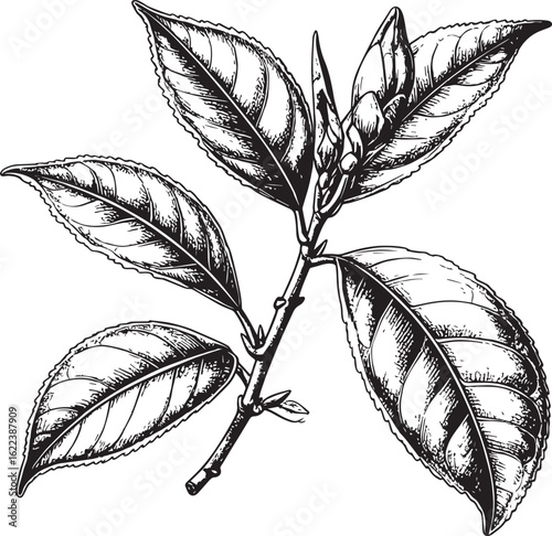 Vintage Botanical Engraving of a Tea Plant Branch