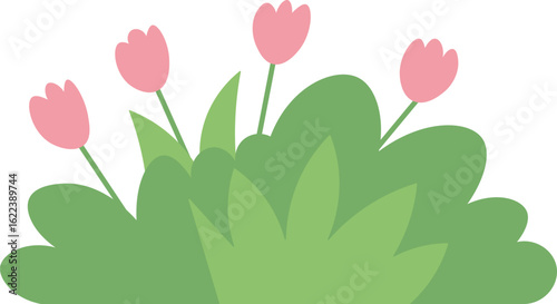 pink tulip