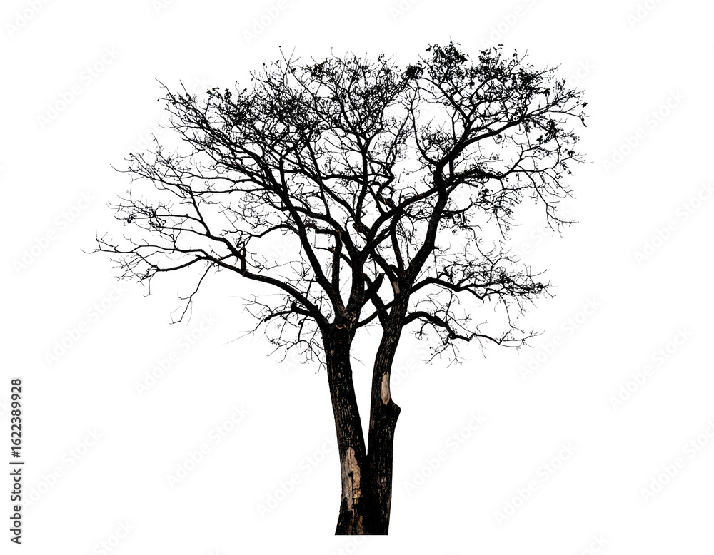 Fototapeta premium Chopped Tree Isolated on White