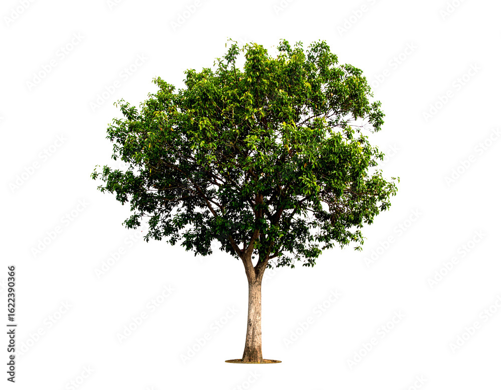 Obraz premium Desert Acacia Tree Isolated on White