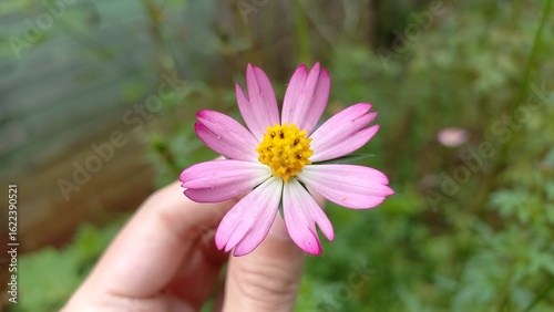picture of pink cosmos flowers growing around the house
