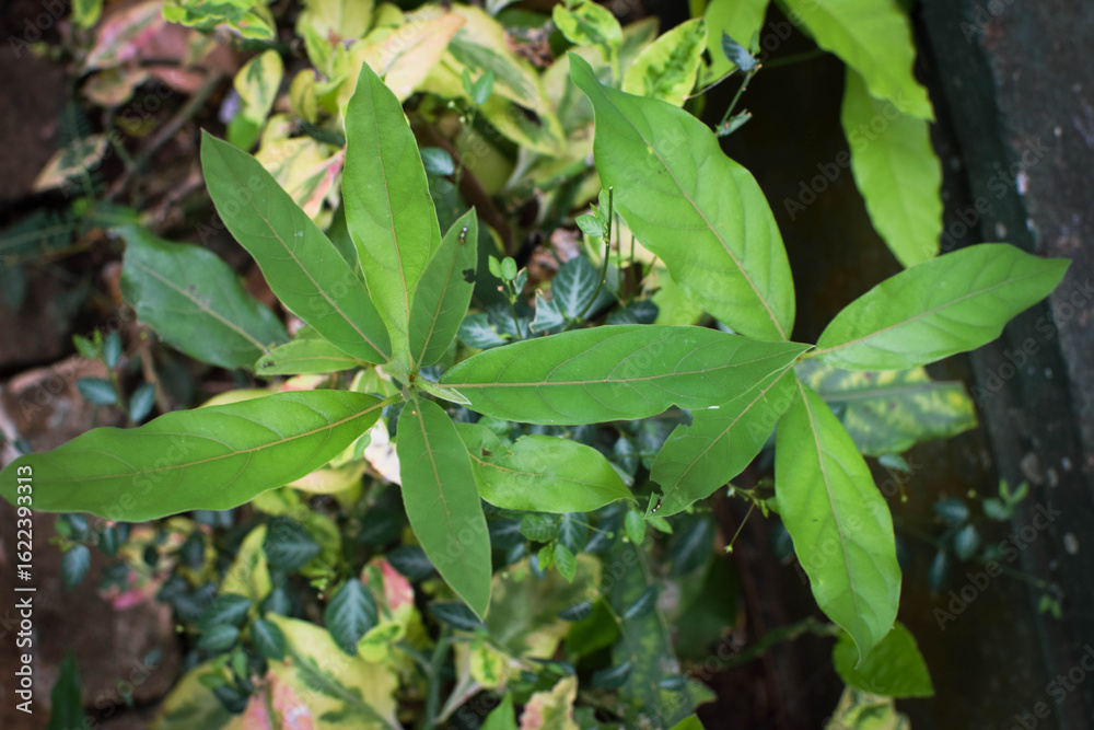Fototapeta premium Fresh Green Leaves in Natural Light. Eco-Friendly Nature Background for Environmental Themes. Lush Green Foliage Closeup. Sustainable Plant Life and Clean Earth Concept Photography. Natural Green Leaf
