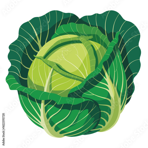 Fresh green cabbage head isolated on white background
