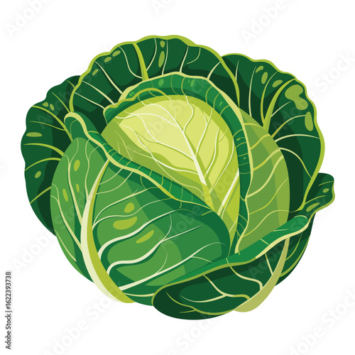 Fresh green cabbage vegetable isolated on white background