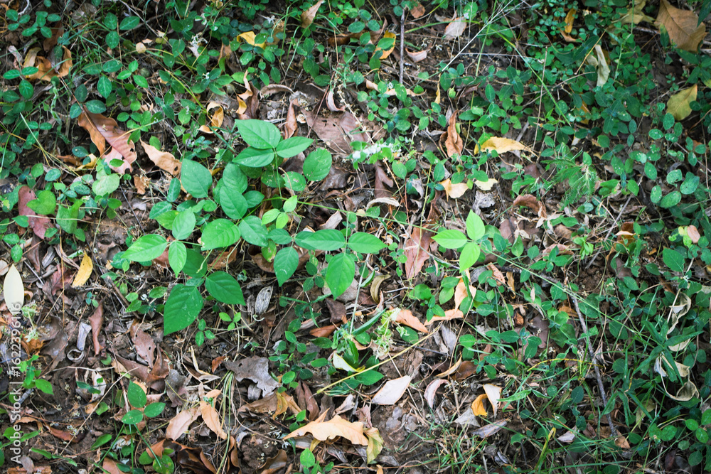 Obraz premium Fresh Green Leaves in Natural Light. Eco-Friendly Nature Background for Environmental Themes. Lush Green Foliage Closeup. Sustainable Plant Life and Clean Earth Concept Photography. Natural Green Leaf