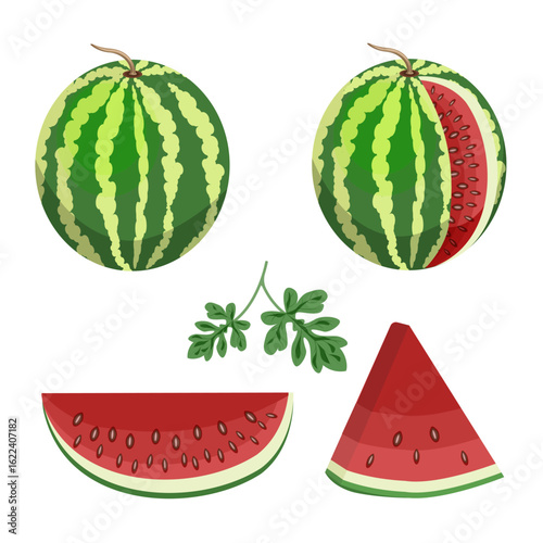 Set of watermelon whole,cut,slices,watermelon leaves,isolated on a white background.Vector illustration.
