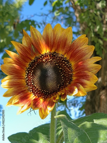 sunflower under locust tree shadow