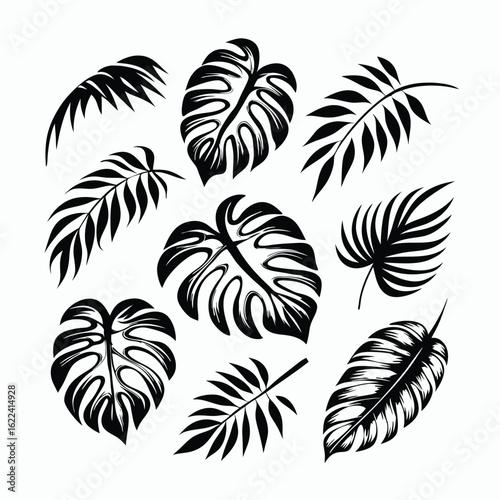 Monstera and palm fronds display bold contrast in a botanical arrangement