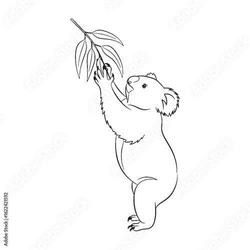 Contemporary Koala Line Art – Koala Vector Illustration Clean Drawing with Refined Wildlife Look – Koala Drawing – Line Art Drawing of Koala – Koala Icon

