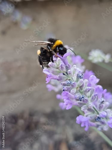 bee on lavender flowers