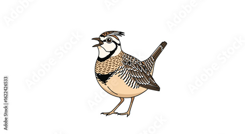 A songbird with striking markings and a distinctive crest singing with its beak open standing on its legs in the sunlight