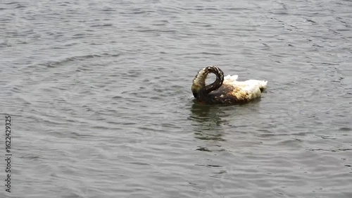 a white swan fights for his life because of an oil spill