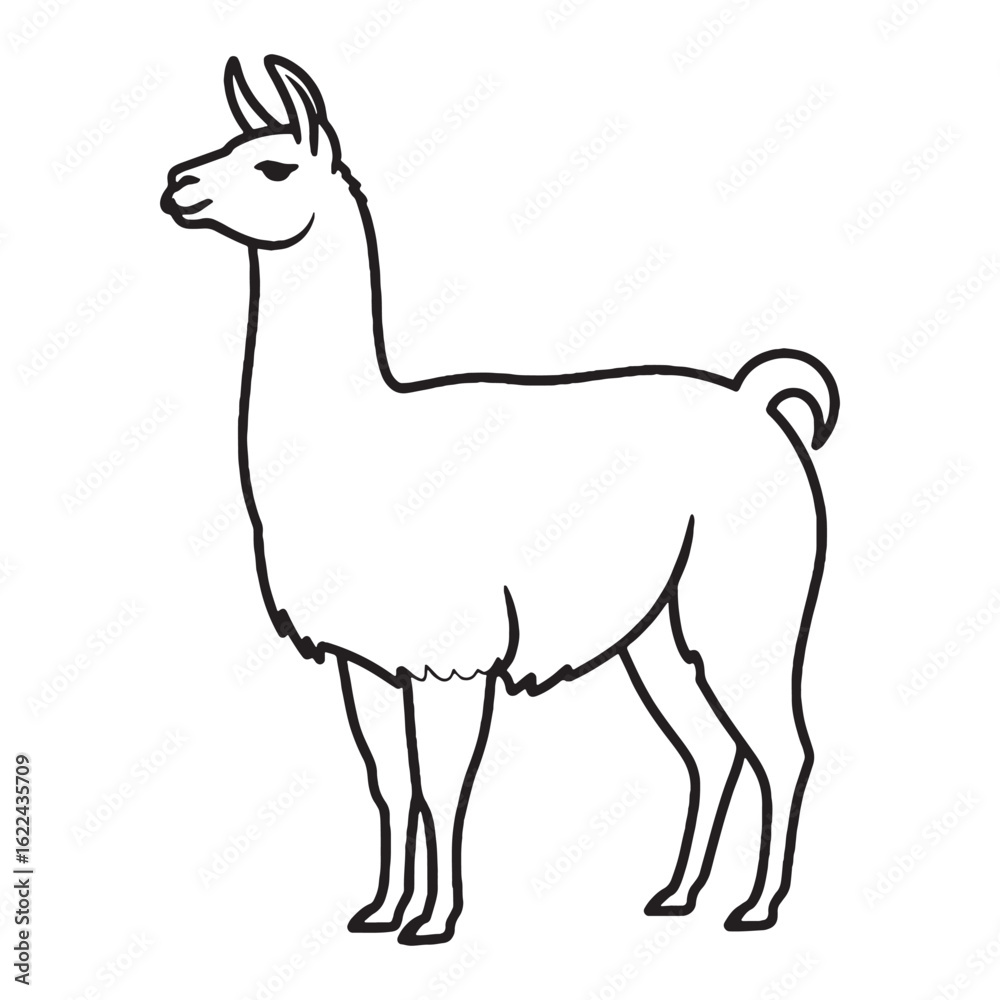 Fototapeta premium Modern Llama Line Art – Llama Vector Illustration Artistic Drawing with Long Graceful Legs – Llama Drawing – Line Art Drawing of Llama – Llama Icon