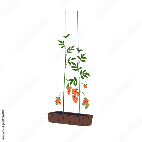 Vegetable plant growing in pot, agriculture planter. Homegrown cherry tomato,...