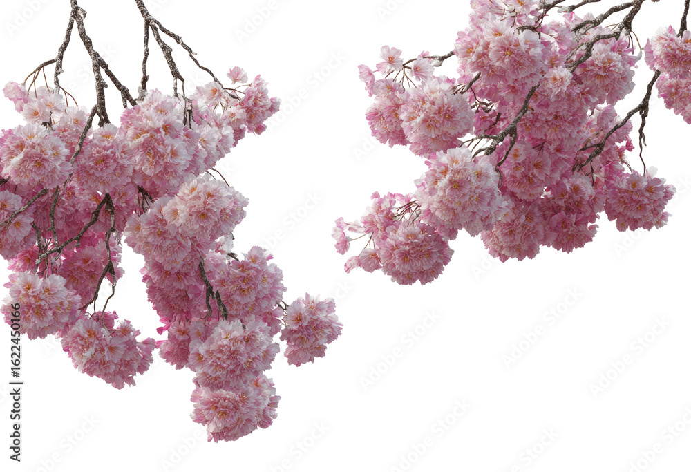 Naklejka premium Pink cherry blossoms, close-up. Clusters of delicate blossoms hang from branches. Soft, pastel pink color