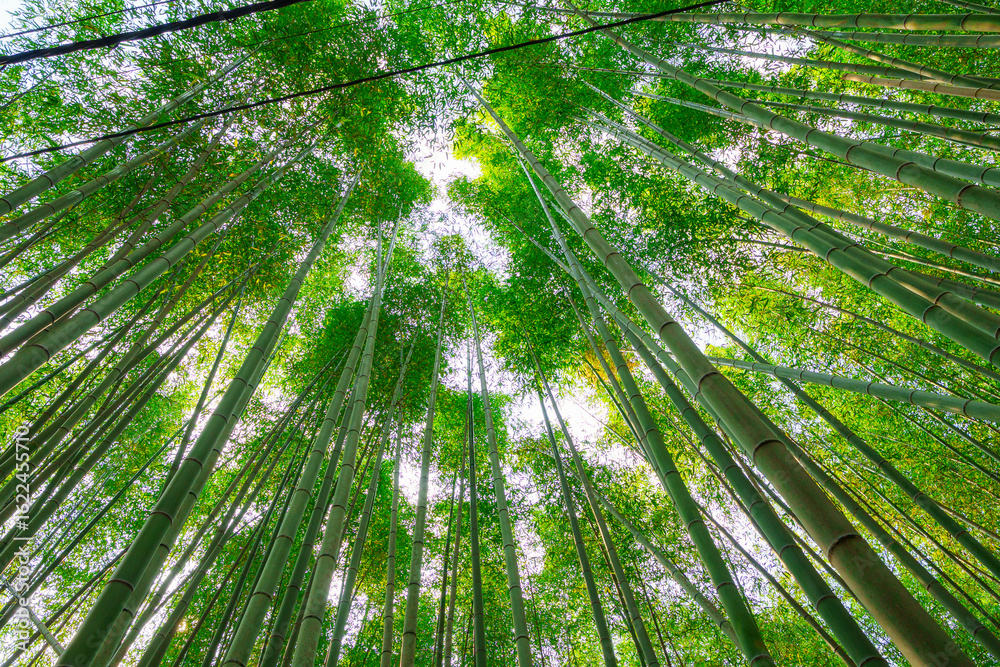 Low angle view of Arashiyama lush green bamboo grove forest light shine in the morning at Kyoto, Japan Low angle view of Arashiyama lush green bamboo grove forest light shine in the morning at Kyoto, Japan