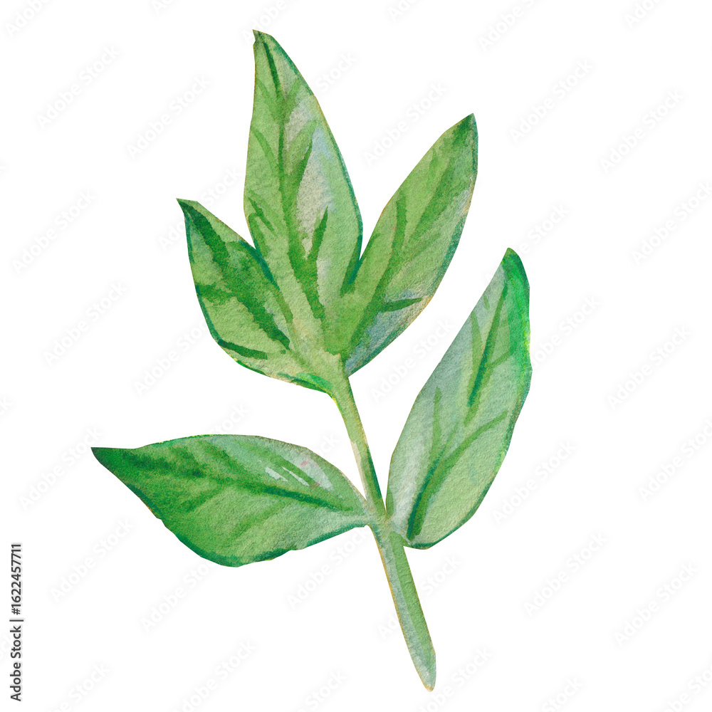 Naklejka premium Green leaf. Watercolor illustrations. Green leave isolated on white background. Leave of peonies