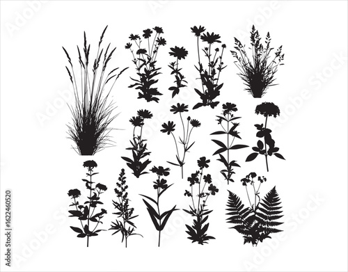 Shapes of different plants and flowers

