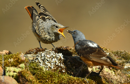 roquero rojo alimenta a un pollo en primavera