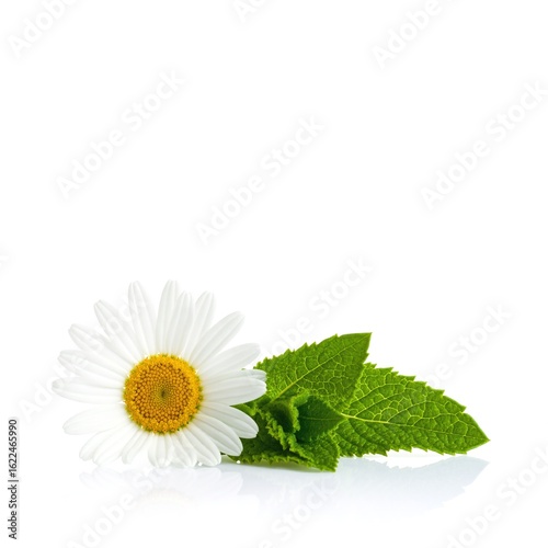 A delicate white flower with soft petals, surrounded by vibrant green leaves, showcasing a natural contrast that enhances its beauty in a serene setting.