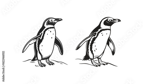 Two magellanic penguins standing side by side in a sketch style