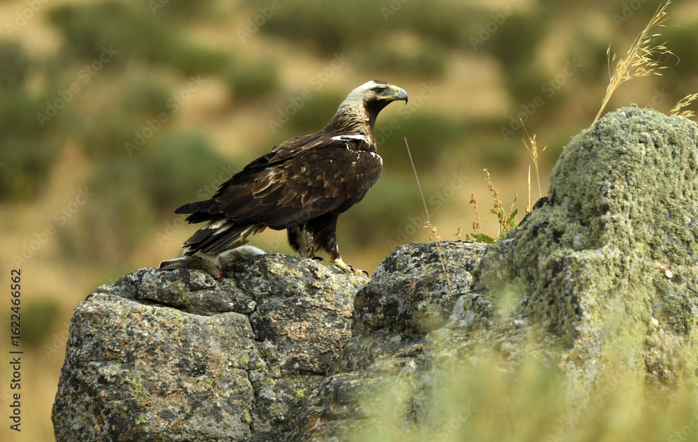 Fototapeta premium aguila imperial en la sierra se alimenta de conejo