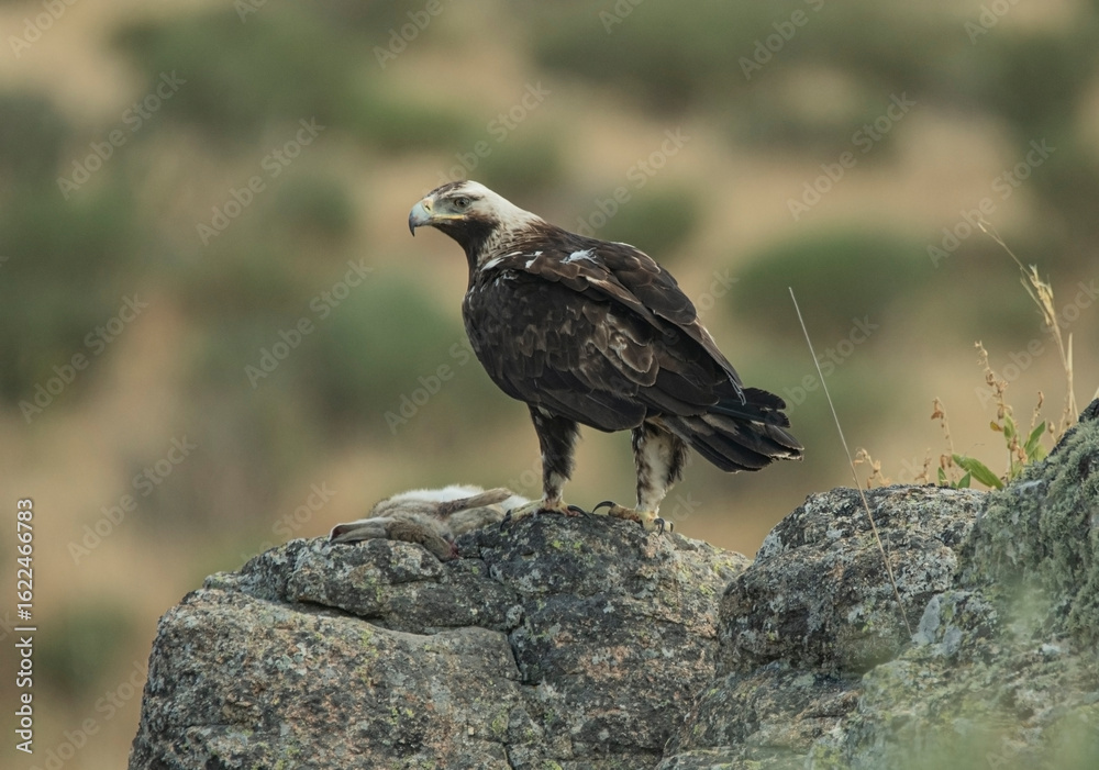 Fototapeta premium aguila imperial en la sierra se alimenta de conejo
