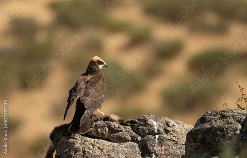 aguila lagunero sobre la roca