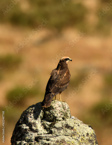 aguila lagunero sobre la roca